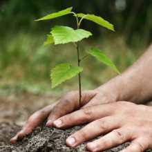 Plant a tree